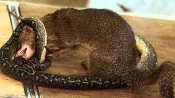 Image result for okinawa habu vs mongoose