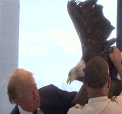 Donald Trump narrowly escapes being attacked by a bald eagle during TIME  Magazine shoot | The Independent | The Independent