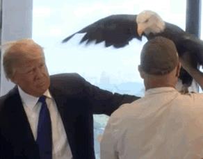 A Bald Eagle Attacked Donald Trump During A Photo Shoot
