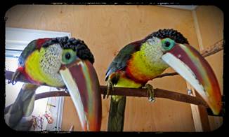 Image result for toucans as pets