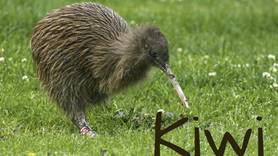 Image result for kiwi bird