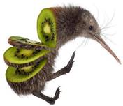 Image result for kiwi bird