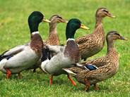Image result for ducks