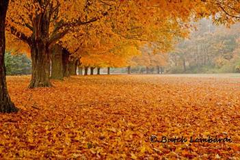 Image result for fall colors