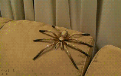 Image result for galloping spider gif