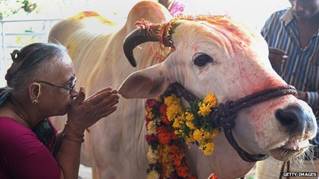 Image result for indian sacred cows