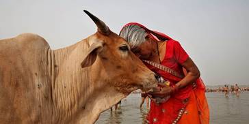 Image result for indian sacred cows