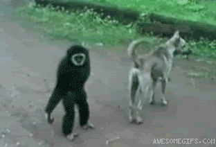 Image result for monkey business gif