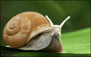 Image result for snail gif