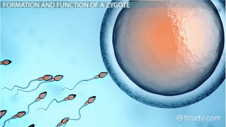 Image result for zygote