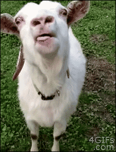 Image result for goat gif