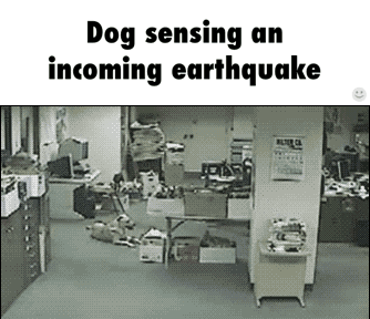 earthquake GIF