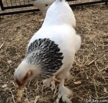 Image result for chickens pecking gif funny