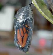 Image result for chrysalis