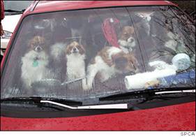 Image result for car full of animals