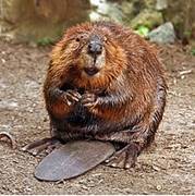 Image result for beaver dam