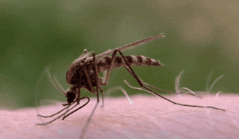 Image result for mosquito bite gif reddit