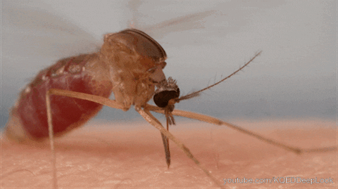 West Nile Virus Blood GIF by PBS Digital Studios - Find & Share on ...