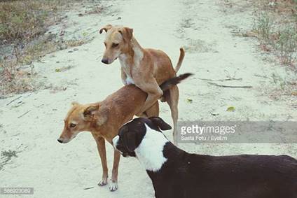 Image result for dogs mating