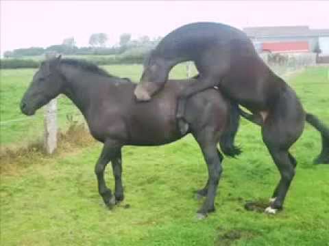 Image result for horses mating