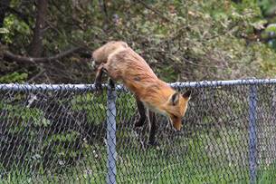 Image result for fox jumping over fence