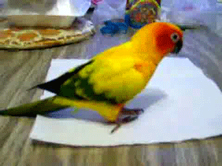 Image result for disappearing parrot gif