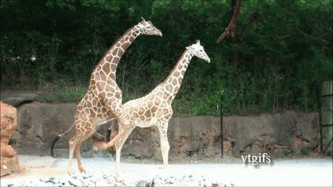 Image result for giraffes mating gif