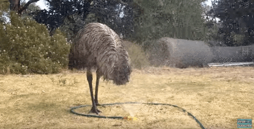 Image result for emu gif