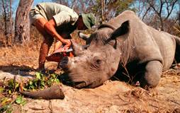 Image result for poaching
