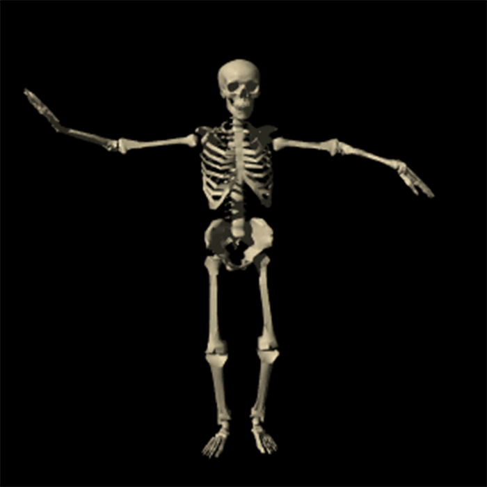 Image result for human skeleton gif