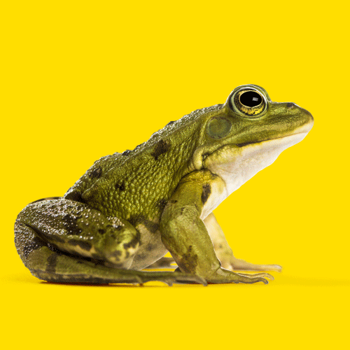 Image result for frog gif
