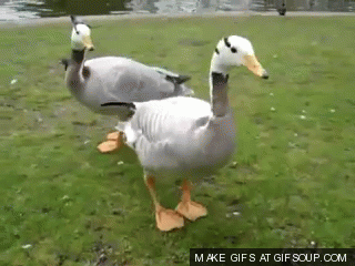 Image result for ducks gif