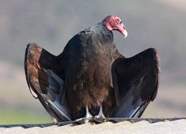 Image result for turkey vulture