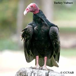 Image result for turkey vulture
