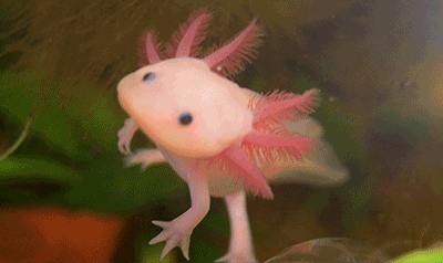 Image result for salamander gif