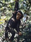 Image result for monkey hanging from branch