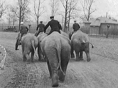 elephant racing british path gif | WiffleGif