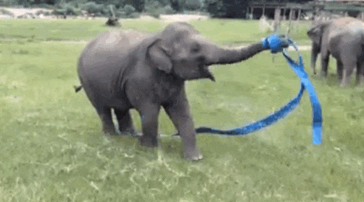 Elephant-racing GIFs - Get the best GIF on GIPHY