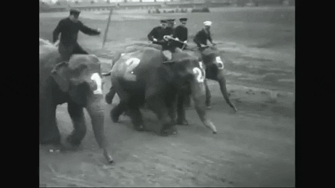 Elephant-racing GIFs - Get the best GIF on GIPHY