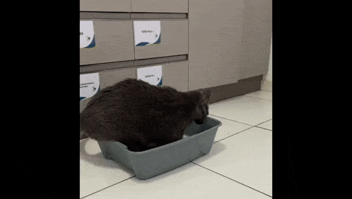 Cat Litter Box GIF - Cat Litter box Stupid - Discover & Share GIFs