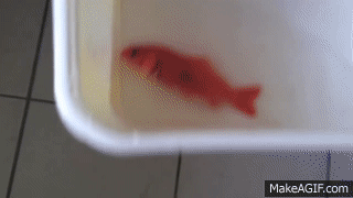 Goldfish being flushed down the toilet - Last Swim *THE FISH IS DEAD* on  Make a GIF
