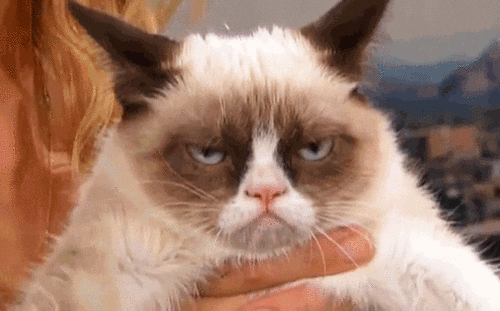 Grumpy-kitty GIFs - Get the best GIF on GIPHY