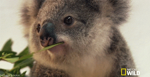 Koala-marsupial-face GIFs - Get the best GIF on GIPHY