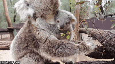 A Little Koala Cub Keeps Cuddling - Seor GIF - Pronounced GIF or JIF?