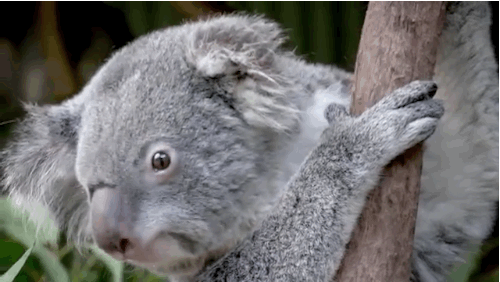 Koala Animated GIF | Koala, Koalas, Australia animals