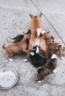 Mother Dog Puppies GIF - Mother Dog Puppies Pups - Discover & Share GIFs