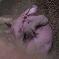 Aardvark GIFs - Get the best GIF on GIPHY