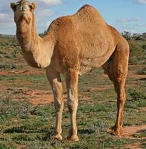 Camel - Wikipedia