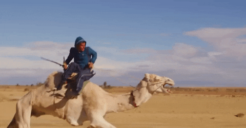 Camel GIFs - Get the best GIF on GIPHY