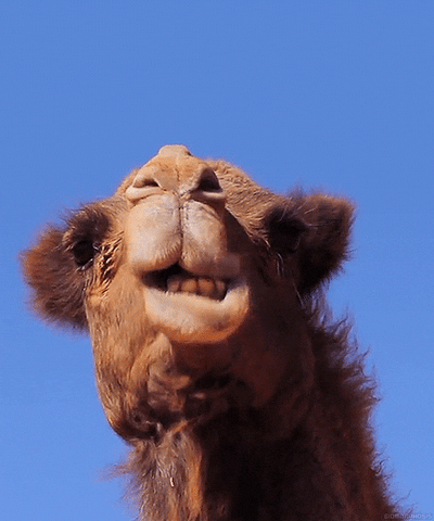 Camels GIFs - Get the best GIF on GIPHY